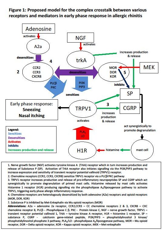 Figure 1 receptors and mediators